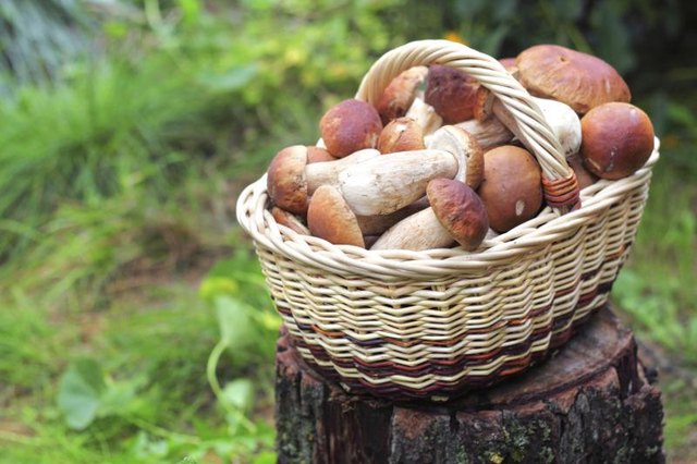 A basket of fresh mushrooms in a forest.