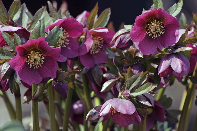 Moist woodland gardens get a pop of color from hellebore cultivars