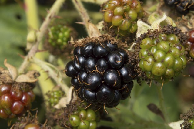 Wild blackberries are prolific in the Pacific Northwest.