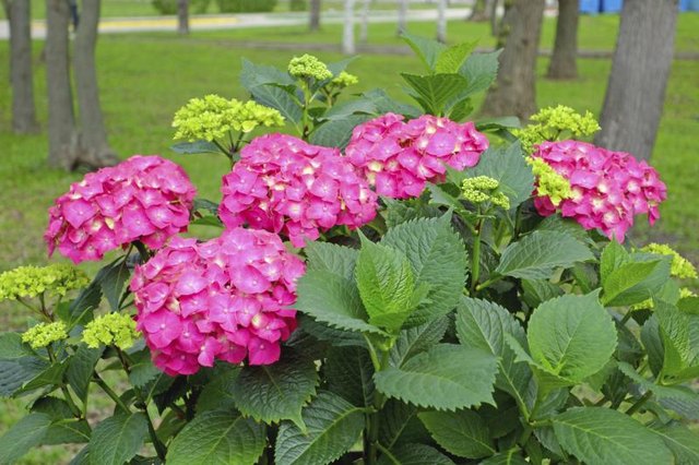 A pink hydrangea growing in a yard.