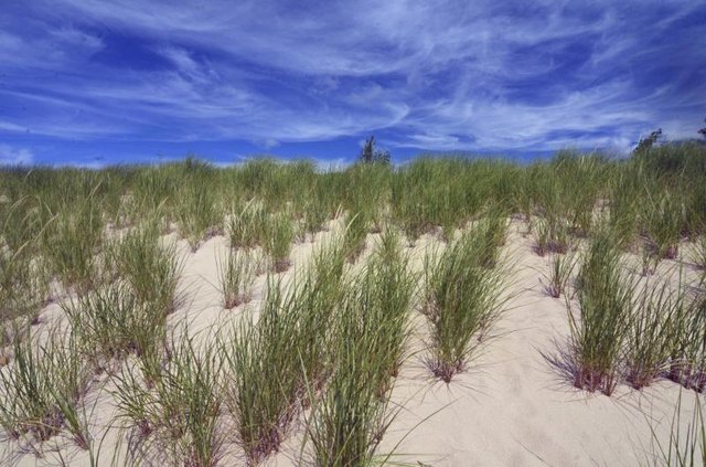 Beach grass grows on a sandy dune.