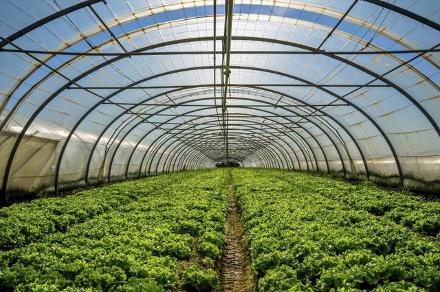 A large greenhouse filled with leafy greens.