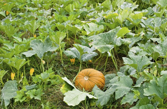 Powdery mildew may be effectively treated with fungicide.