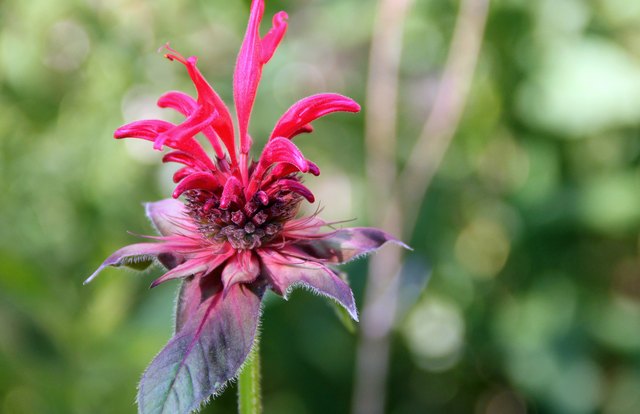 Bee Balm's red tubular flowers are attractive to butterflies and hummingbirds.