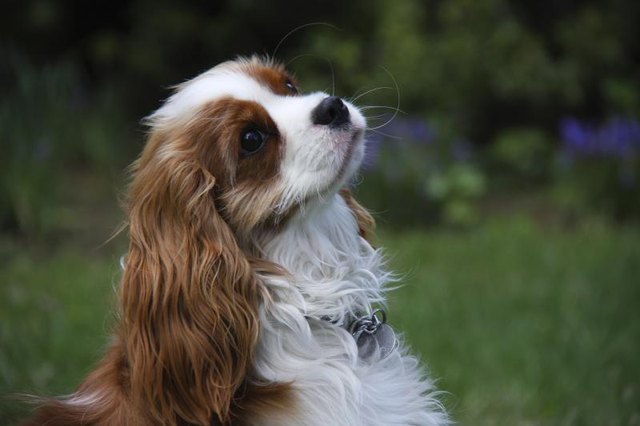 A Cavalier King Charles Spaniel on the grass.