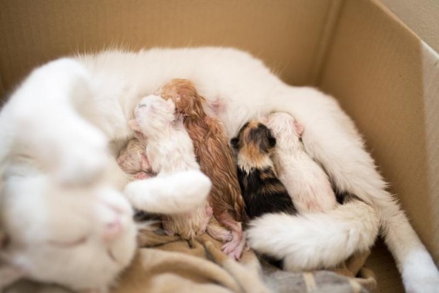 A litter of kittens drinking milk from their mother while in a cardboard box.