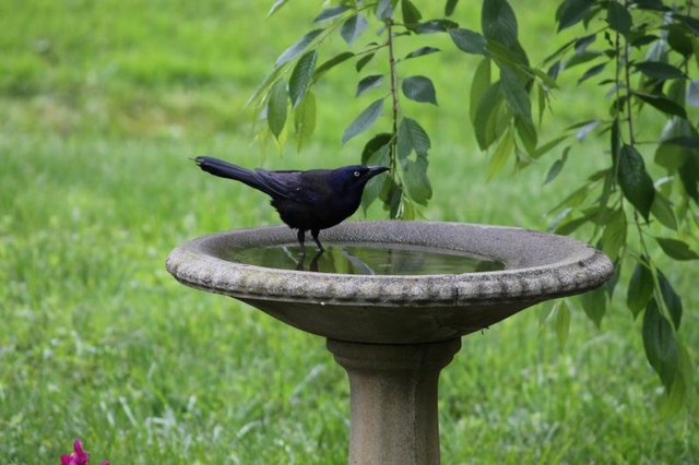 Grackle sitting on a bird bath