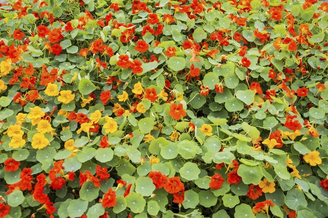 Nasturtiums add vibrant colors to any yard.