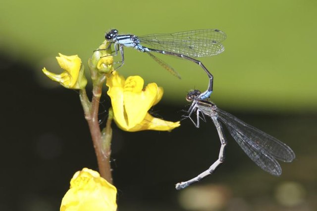 Bugs mating on a bladderwort flower