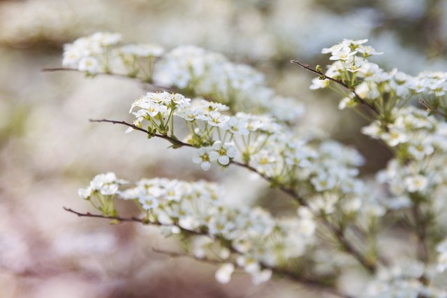 Spirea flowers are generally white, though the 'Alpina' cultivar offers light-pink blooms.