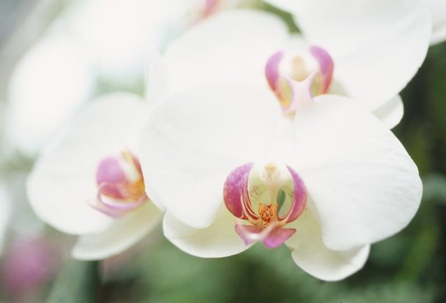 A closeup image of orchid flowers.