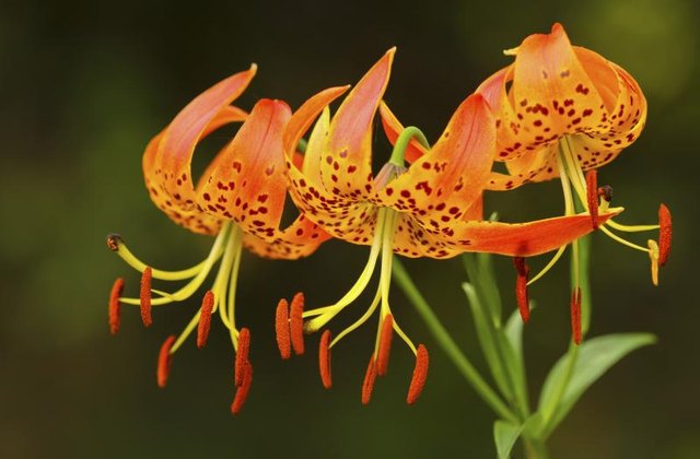 Turk's Cap Lily