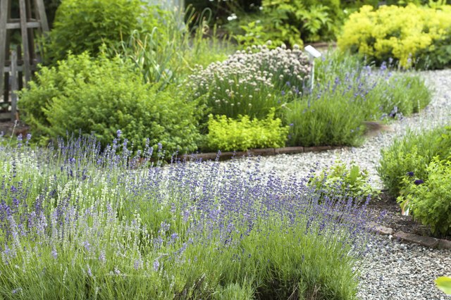 Grow fragrant-leaved ground cover herbs for reliable scent in your herb garden.