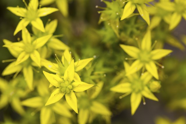 Goldmoss stonecrop features evergreen foliage and golden blooms.
