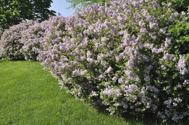 A row of blooming lilac bushes growing along the edge of a backyard.