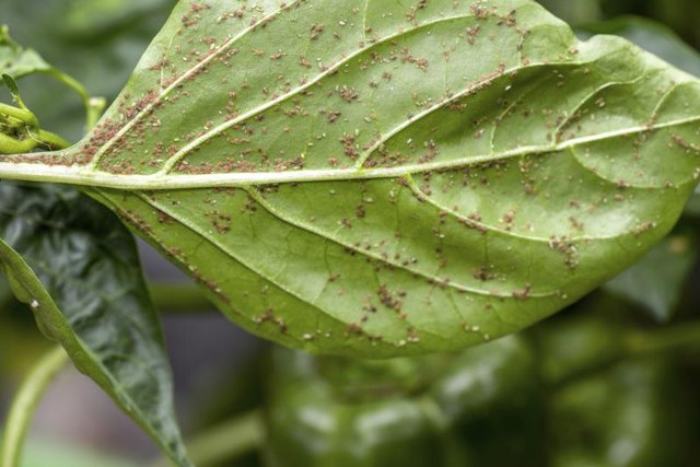 Aphids and other soft-bodied pests are susceptible to diatomaceous earth.