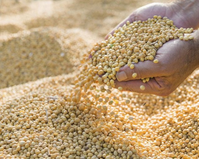 A large handful of soy beans after harvest.