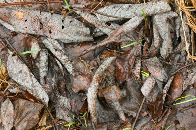 Layers of dried leaves smother unwanted weeds.