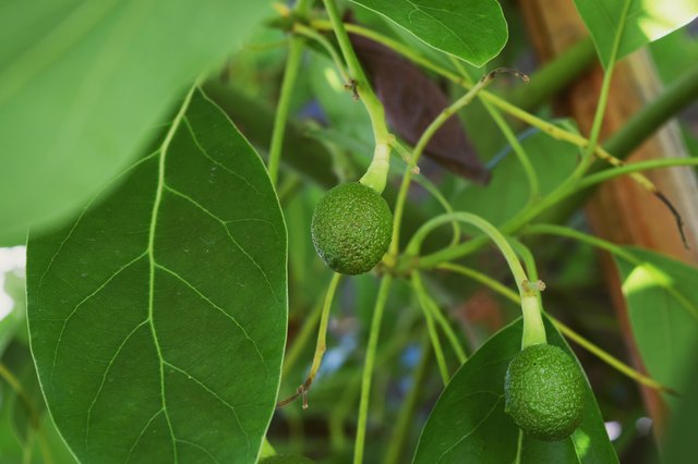 With the exception of the West Indian type, avocado leaves have a slight to moderate anise scent if crushed (See Reference 2).