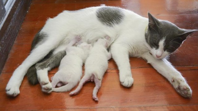 A cat nursing two newborn kittens.