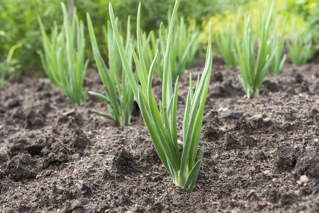 Remove rocks and hard clumps of soil from onion planting beds.