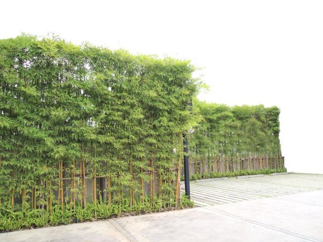 Bamboo trees creating beauty around a concrete wall.