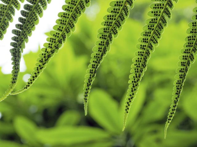 Sporangia form on the underside of fern leaves.