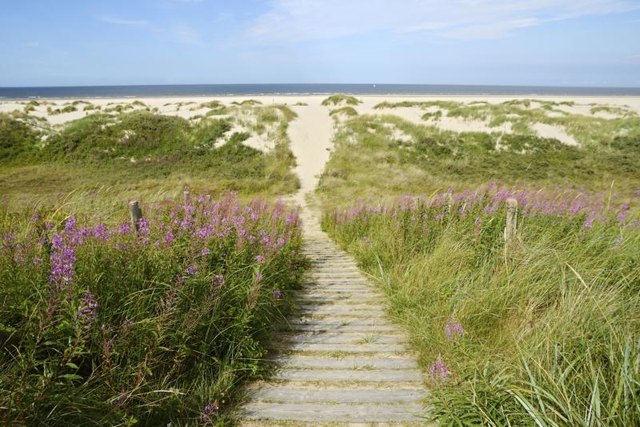 Red flowers of reedgrass grow along a beach path.