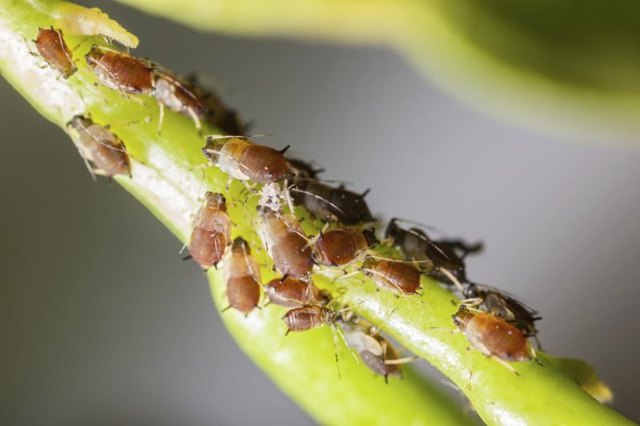 Aphids on a plant stem.