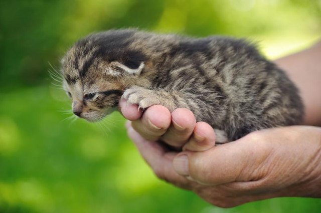 A person gently holding a kitten outside.