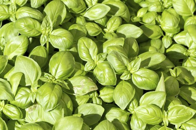 substitutes for dried basil leaves with pictures ehow substitutes for dried basil leaves with pictures ehow