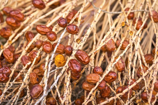 The ripe fruits of the date palm hang from the tree.