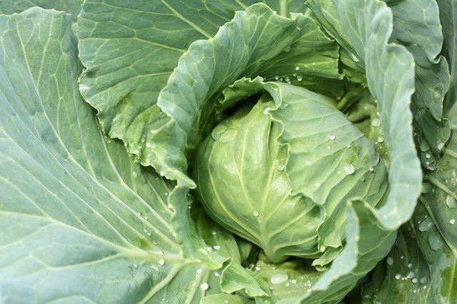 Early-season cabbages are smaller than late-season types.
