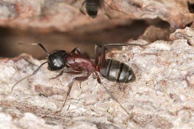 Carpenter ant