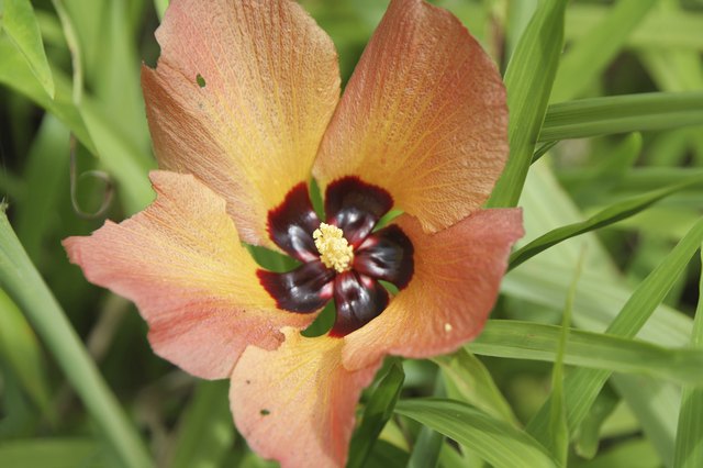 Mahoe is also called sea hibiscus.
