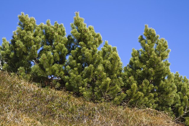 Mugo pine is adaptable to a wide variety of soils.