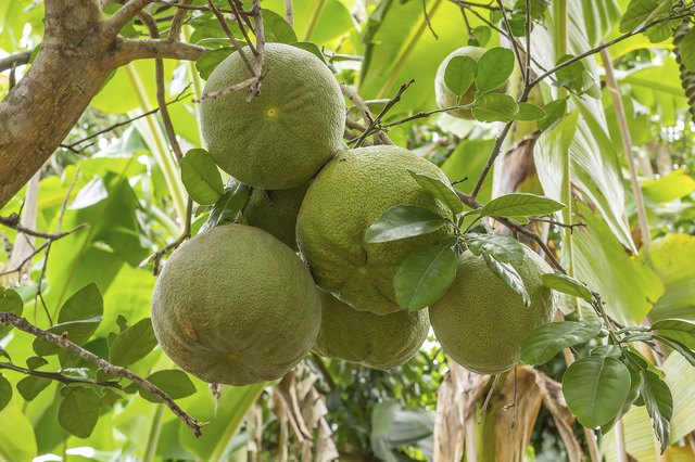Pummelo fruits can weigh up to 20 pounds.