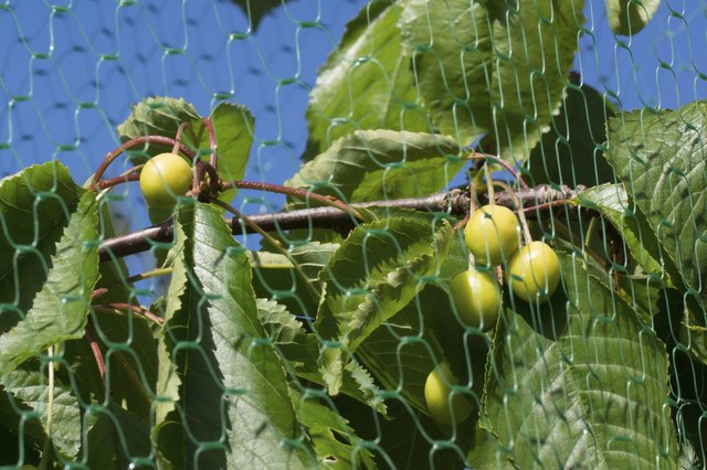 Bird netting blocks birds' access to fruit.