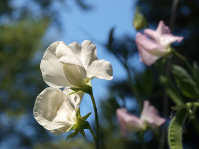 Sweet peas are a manageable option for a vertical vine container garden.