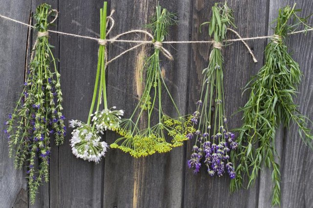 Dried herbs hanging from a line.
