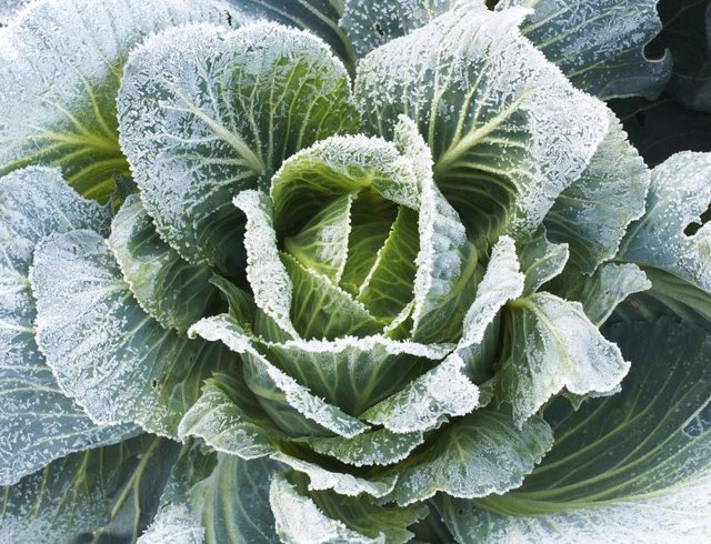 Green cabbage covered in frost.