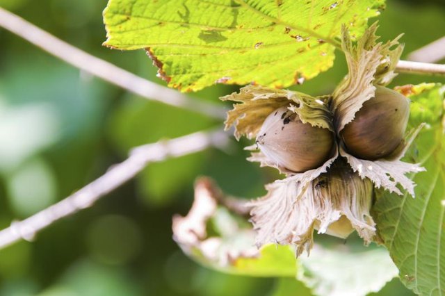 Hazelnuts grow on a branch.