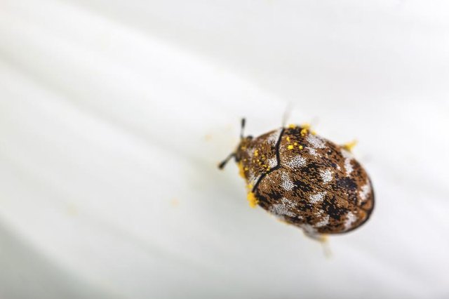 Tiny Black Beetles in the Home (with Pictures) | eHow