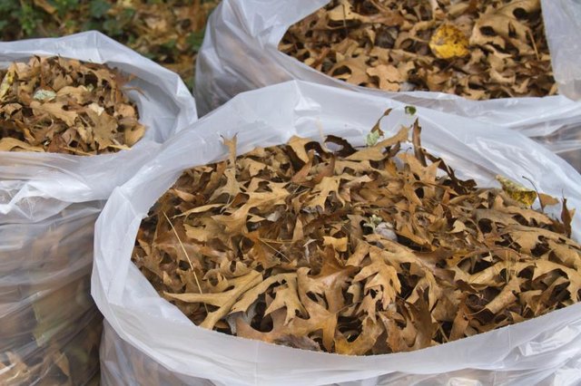 Bags of raked leaves