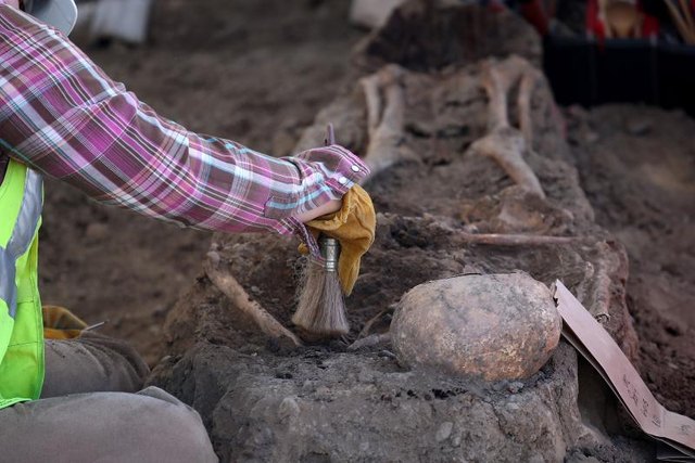 An archaeologist brushing a human skeleton during an excavation. An archaeologist brushing a human skeleton during an excavation.