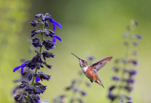 Blue lobelia blossoms charm hummingbirds.