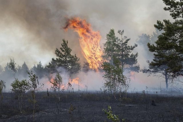 A pine forest burns during a wildfire in Latvia.