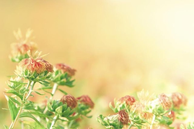 Safflowers in bloom.
