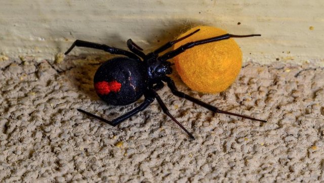 black widow oregon black widow oregon