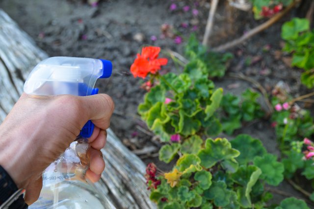 Homemade Fungus Treatment For Roses